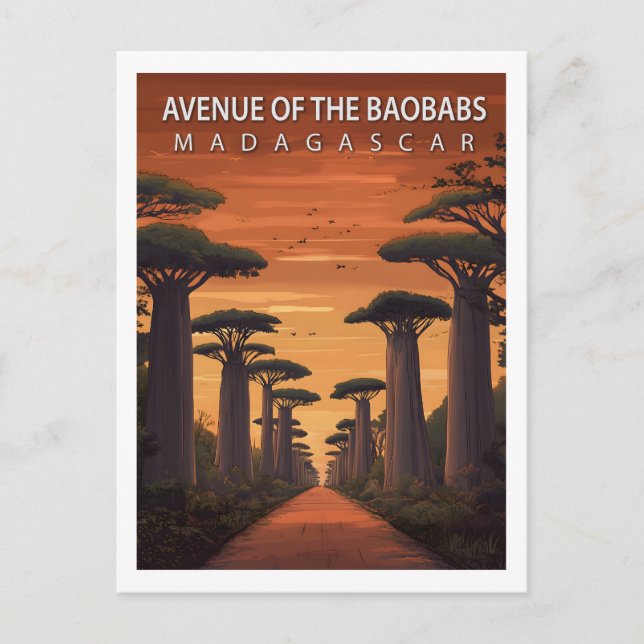 Carte Postale Retro Avenue of the Baobabs Madagascar Nature (Devant)
