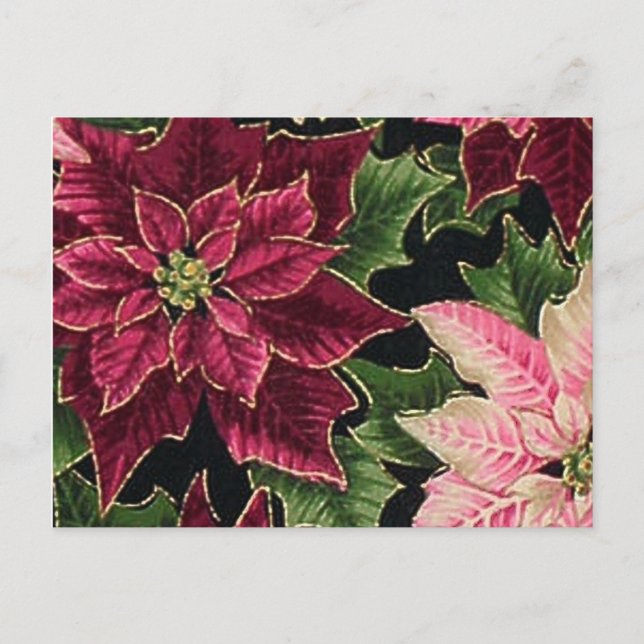 Carte Postale Rétro les années 50 Poinsettia Bourgogne rose (Devant)