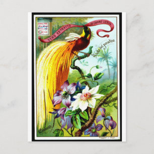 Carte postale Retro Paradise Bird