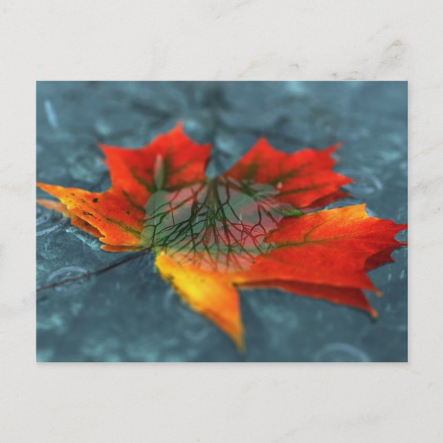 Carte postale Retroreflection (Devant)