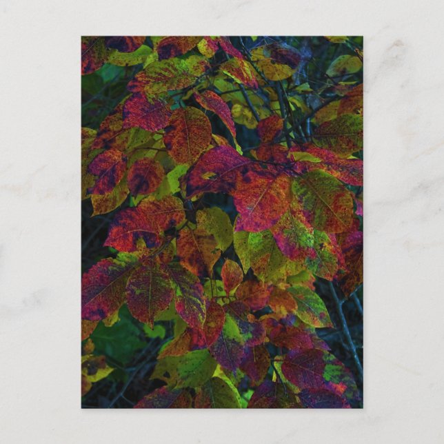 Carte Postale Rêves d'automne (Devant)