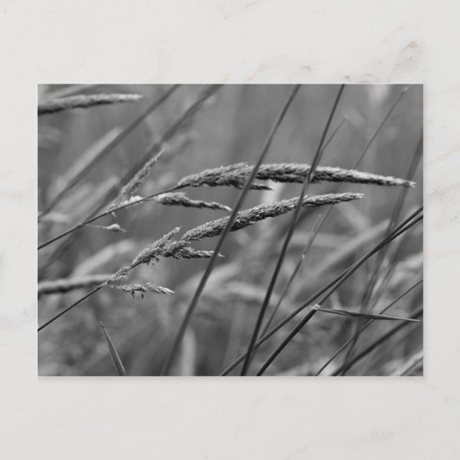 Carte Postale Rêves du jour d'été (Devant)