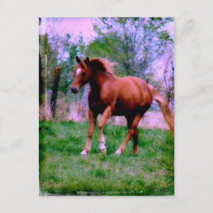 Carte Postale Rêves du printemps, Sorrel Trotting