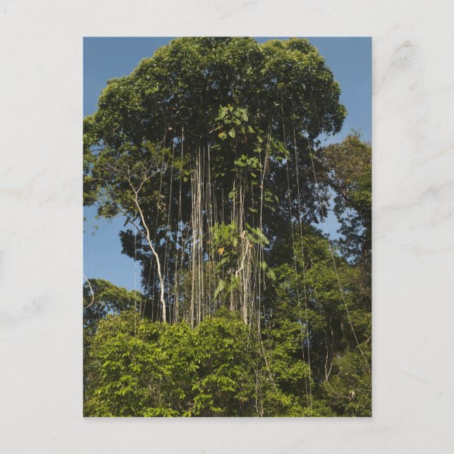 Carte Postale Rewa River bordure Forêt forestière Guyane (Devant)