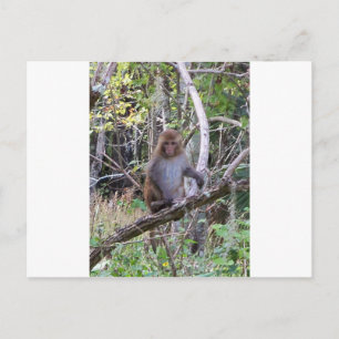 Carte Postale rhesus macaque