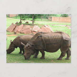 Carte Postale Rhino