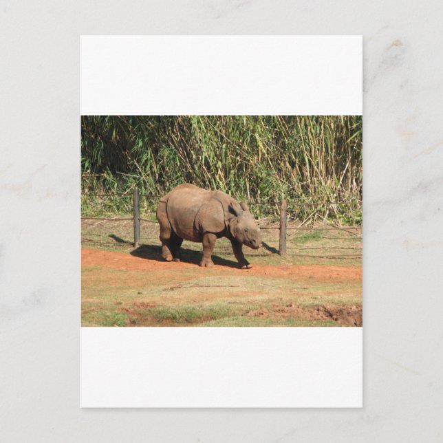 Carte Postale Rhino (Devant)