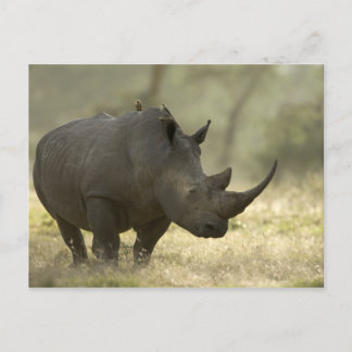 Carte Postale Rhino