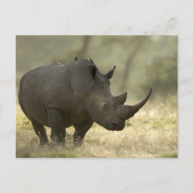 Carte Postale Rhino (Devant)