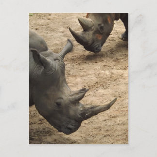 Carte Postale Rhino