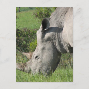 Carte postale Rhino Blanc