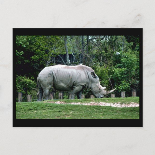Carte Postale Rhino blanc (Devant)