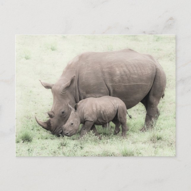 Carte postale Rhino blanc et bébé (Devant)