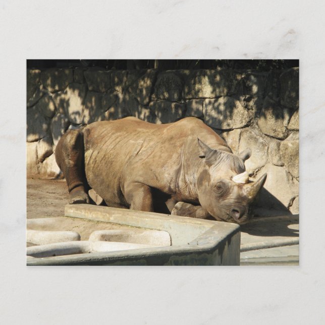 Carte Postale Rhino couché (Devant)