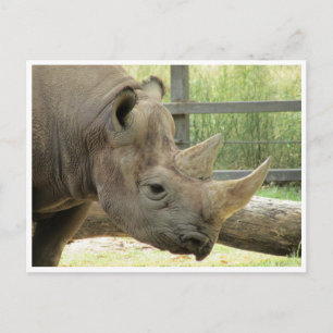 Carte Postale rhino noir