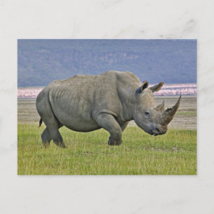 Carte Postale Rhinocéroceros blancs et Flamants roses de moindre