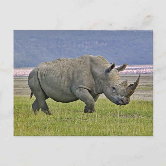 Carte Postale Rhinocéroceros blancs et Flamants roses de moindre (Devant)