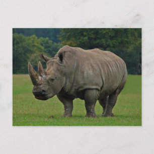 Carte postale rhinocéros