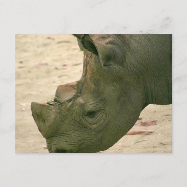 Carte Postale Rhinocéros (Devant)