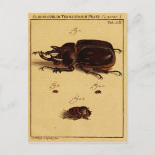 Carte Postale Rhinoceros Beetles