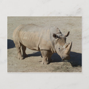 Carte Postale Rhinocéros Blanc Rhino Corps Entier