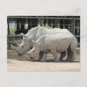 Carte Postale rhinocéros blancs