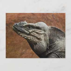 Carte Postale Rhinoceros Iguana