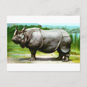 Carte Postale Rhinoceros indien