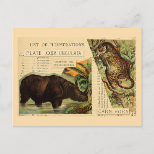 Carte Postale Rhinoceros Jaguar Illustrations d'animaux