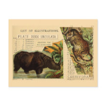 Rhinoceros Jaguar Illustrations d'animaux