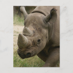 Carte Postale rhinocéros marchant