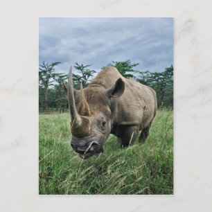 Carte Postale Rhinocéros noir, Diceros bicornis, Kenya