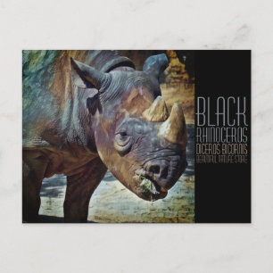 Carte Postale Rhinoceros noirs [Carte postale]