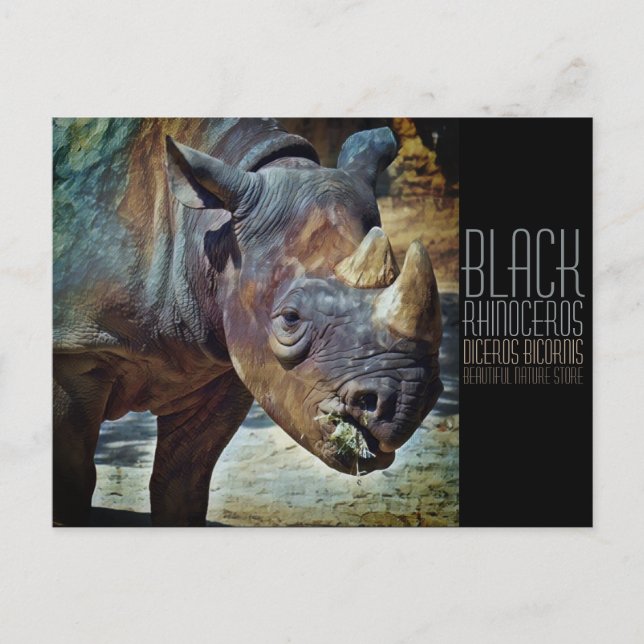 Carte Postale Rhinoceros noirs [Carte postale] (Devant)