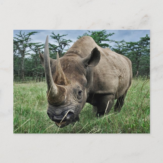 Carte Postale Rhinoceros noirs | Kenya (Devant)