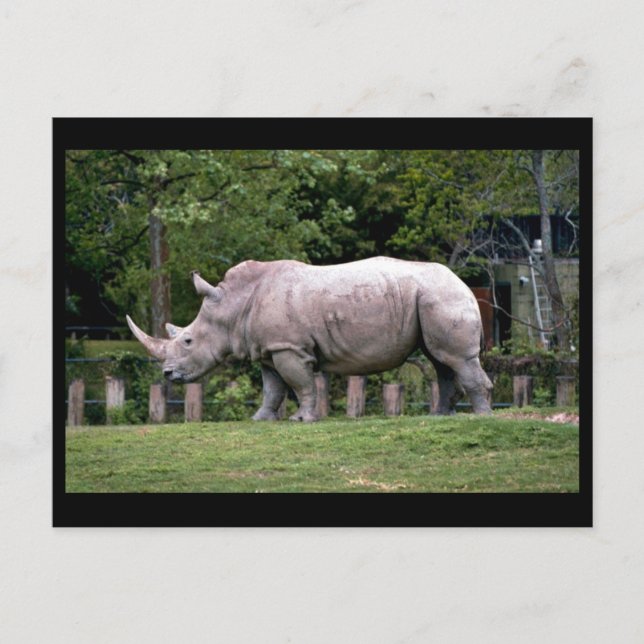 Carte Postale Rhinos blancs (Devant)