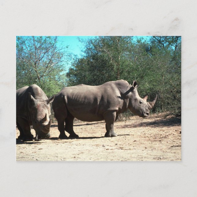 Carte Postale Rhinos blancs (Devant)