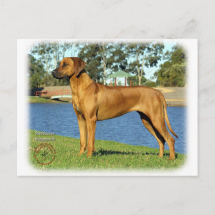 Carte Postale Rhodesian Ridgeback