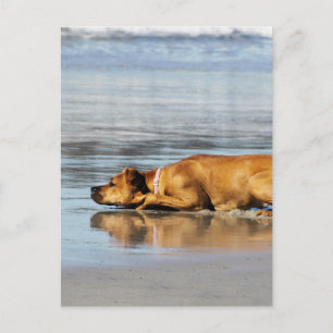 Carte Postale Rhodesian Ridgeback - L'eau est-elle froide?