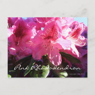 Carte Postale rhododendron