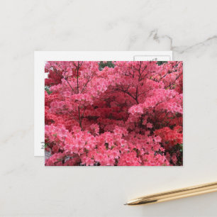 Carte postale Rhododendron de Halifax Nouvelle-Éco