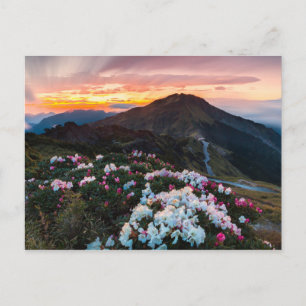 Carte Postale Rhododendron florissant   Parc national de Taroko