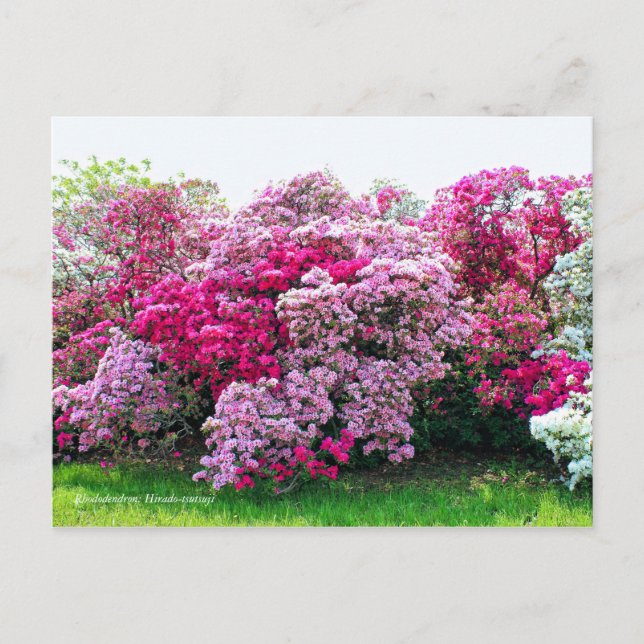 Carte Postale Rhododendron : Hirado-Tsutsuji [Carte postale] (Devant)