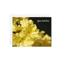 Carte postale Rhododendron jaune
