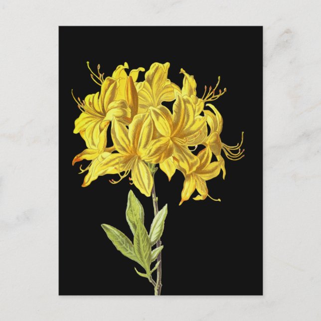 Carte Postale Rhododendron luteum (Azalée Pontique) (Devant)