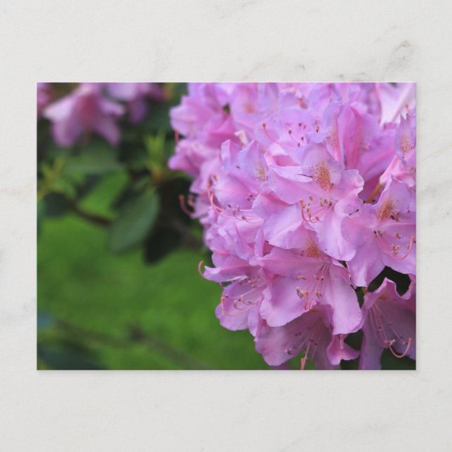 Carte Postale Rhododendron pittoresque (Devant)