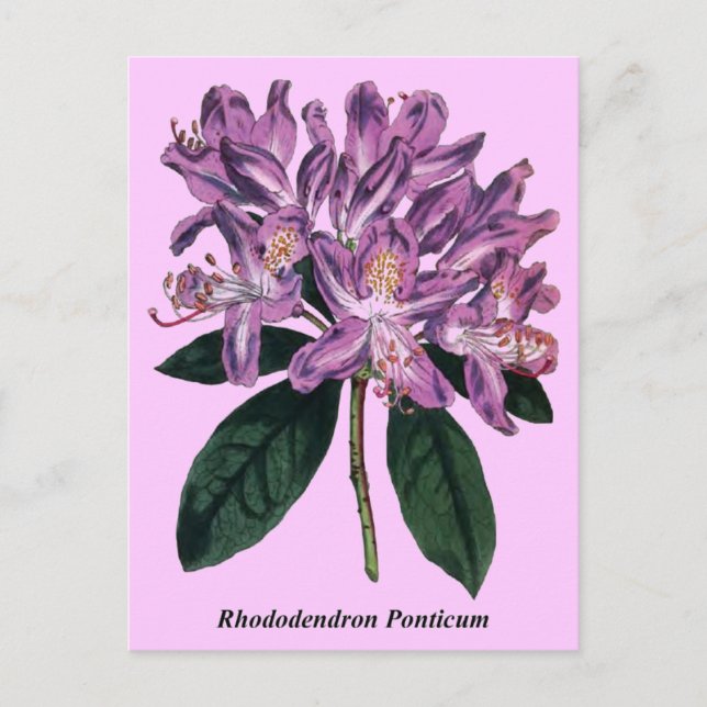 Carte Postale Rhododendron Ponticum (Devant)