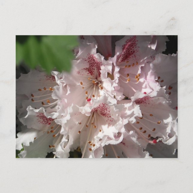 Carte Postale Rhododendron rose 2 (Devant)