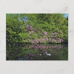 Carte Postale Rhododendrons et oies. Lac Roath Park, Cardiff