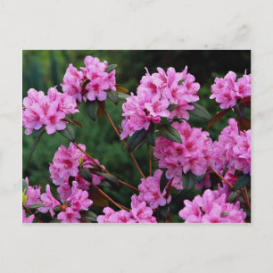 Carte Postale Rhododendrons, Québec, Canada